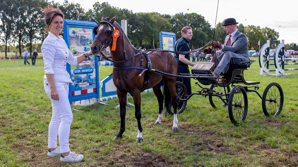 Lierop Fokpaardendag 2016 (51).jpg - Lierop Fokpaardendag 2016